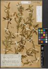 Foto von Salix alba L. x Salix fragilis L.